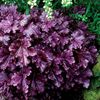 Heuchera-Forever-Purple