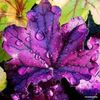 Heuchera-Forever-Purple
