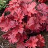 Heuchera-Forever-Red