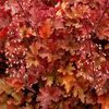 Heuchera_Ginger_Peach