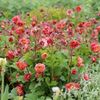 Geum_Bohema_Pink