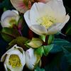 helleborus-gold-collection-frosty