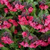 Pulmonaria-Shrimps-on-the-Barbie-2