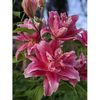 crini-double-thalissa-