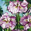 bulbi-iris-freckled-geisha1-stanjenel