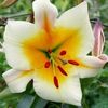 crini-inalti-lilium-miss-peculiar-250x250