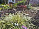 Carex