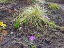 Crocus Bar's Purple
