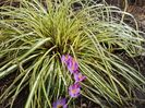Crocus Bar's Purple
