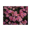 helianthemum-nummularium-lawrenson-s-pink