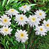 margareta-leucanthemum-double-white_1