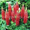 bulbi-lupin-rosu-nu