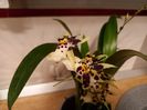 Oncidium Holm’s Wizard White