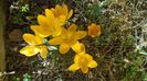 Februarie cu peste 10C: Crocusi