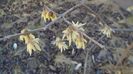 Februarie cu peste 10C: Arbustul zanei (Chimonanthus praecox)