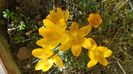 febr. 2022: Crocusi