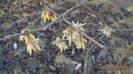 febr. 2022: Arbustul zânei (Chimonanthus praecox)