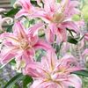 Lilium-db-Broken-Heart-250x250