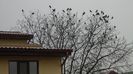 1 mart. 2022 - Imaginea iernii, ciorile