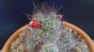 Mammillaria mazatlanensis