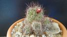 Mammillaria mazatlanensis