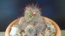 Mammillaria mazatlanensis