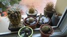 1 mart. 2022 - prima zapada din iarna asta - Cactusi winter hardy