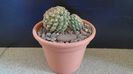 Pediocactus simpsonii (-10- -25C)