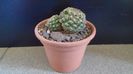 Pediocactus simpsonii (-10- -25C)