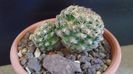 Pediocactus simpsonii (-10- -25C)