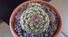 Pediocactus simpsonii (-10- -25C)
