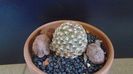 Pediocactus knowltonii  (-20C)