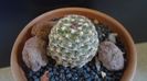 Pediocactus knowltonii  (-20C)
