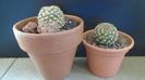 Pediocactus knowltonii  (-20C) & Pediocactus simpsonii (-10- -25C)