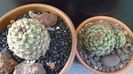 Pediocactus knowltonii  (-20C) & Pediocactus simpsonii (-10- -25C)