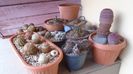 1 mart. 2022 - prima zapada din iarna asta - Cactusi winter hardy