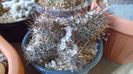 Austrocactus patagonicus, JPR 58.131Comodoro Rivadavia, Arg. (-20C)