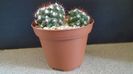 Mammillaria sp.