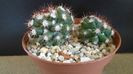 Mammillaria sp.