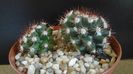 Mammillaria sp.