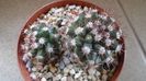 Mammillaria sp.