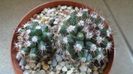 Mammillaria sp.
