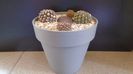 Grup de 4 Eriosyce (Thelocephala)
