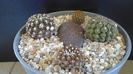 Grup de 4 Eriosyce (Thelocephala)
