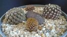 Eriosyce (Thelocephala) aerocarpa
