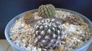 Eriosyce odieri ssp. krausii (Thelocephala krausii)