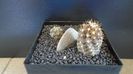 Copiapoa calderana & Copiapoa maritima