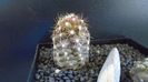 Copiapoa maritima