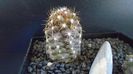 Copiapoa maritima