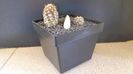 Copiapoa calderana & Copiapoa maritima